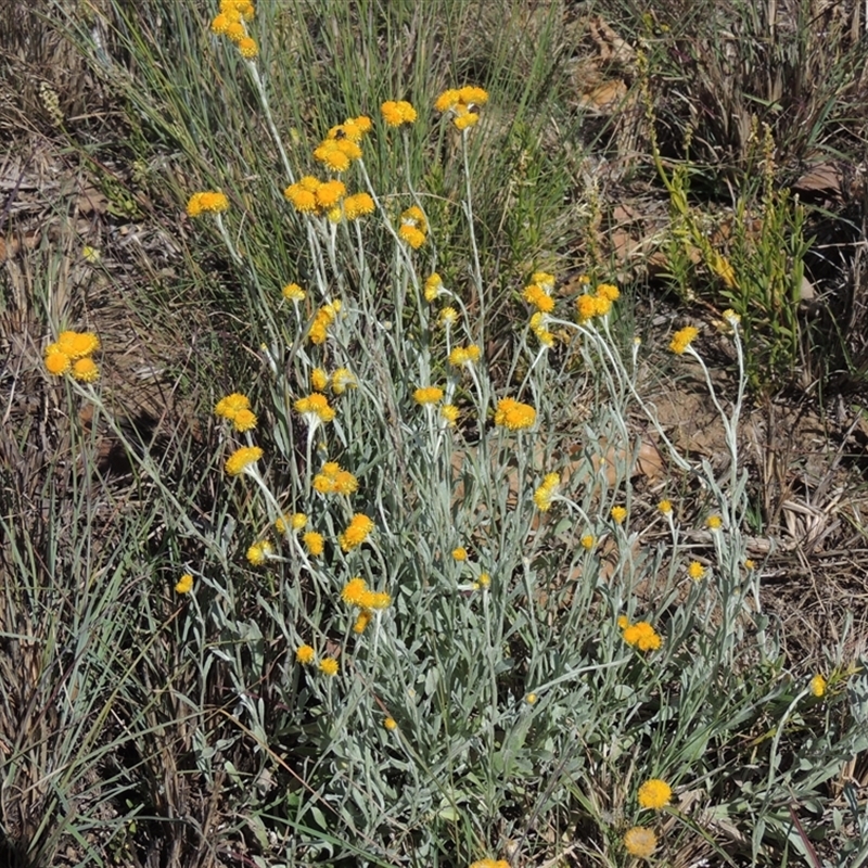 Chrysocephalum apiculatum