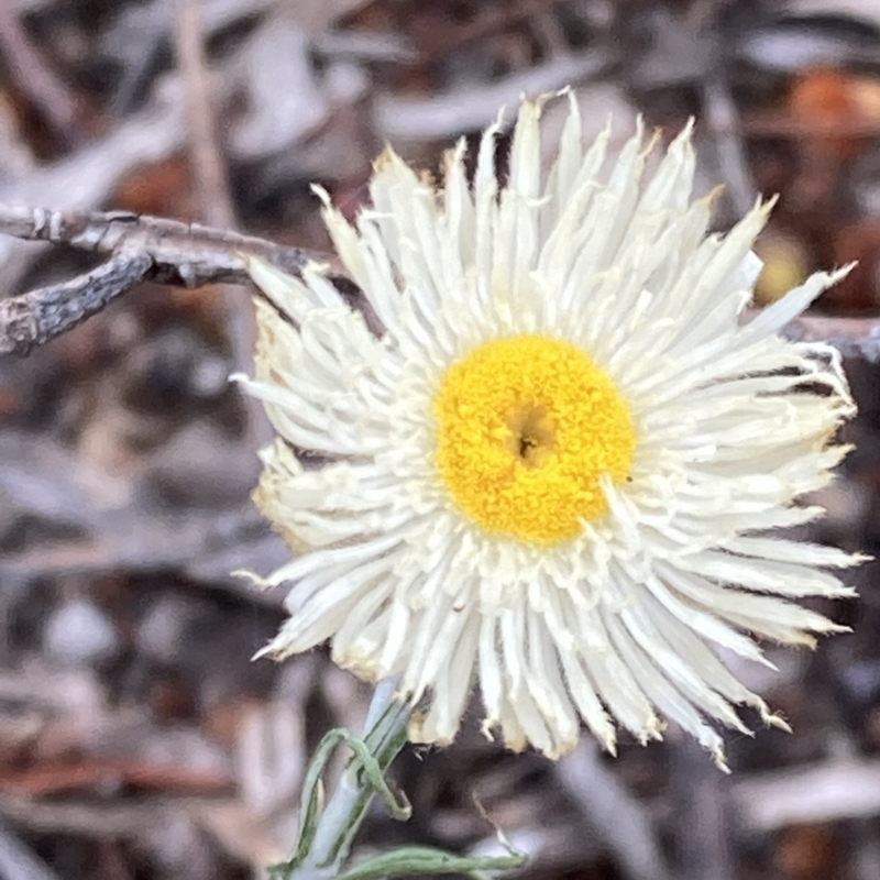 Chrysocephalum baxteri