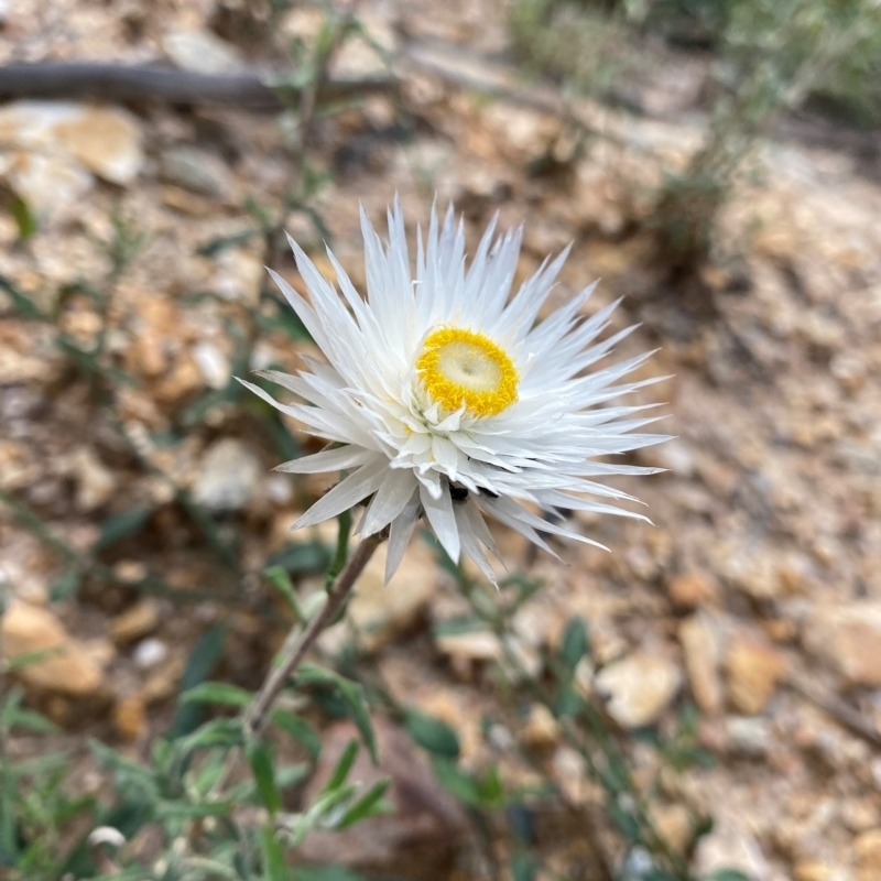 Chrysocephalum baxteri