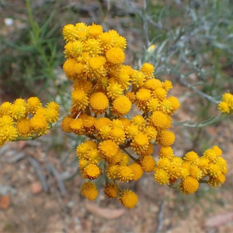 Chrysocephalum semipapposum