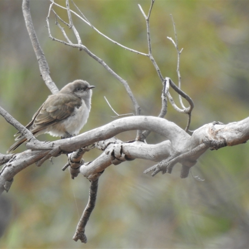 Chrysococcyx basalis