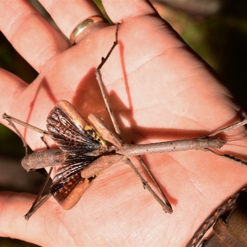 Acrophylla titan