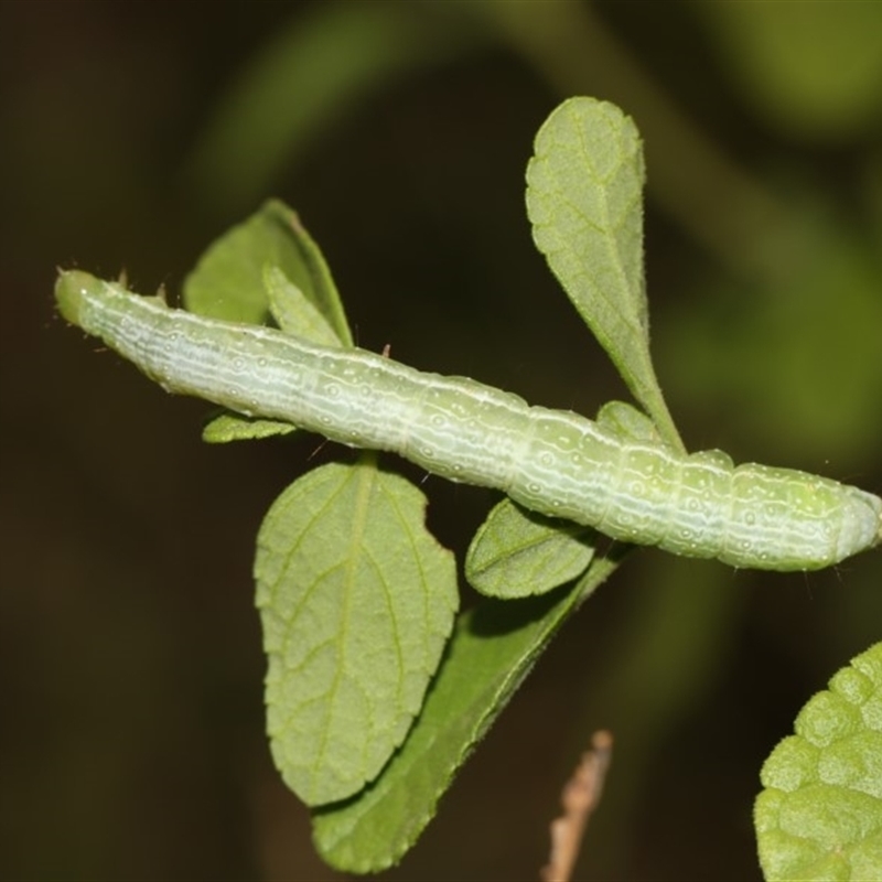 Chrysodeixis (genus)