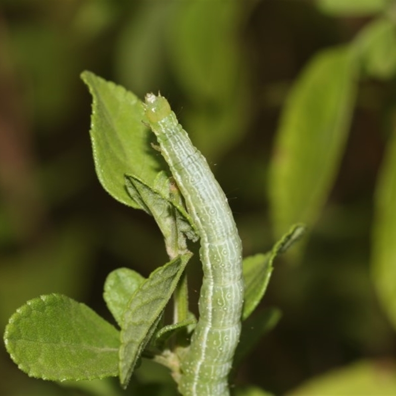 Chrysodeixis (genus)