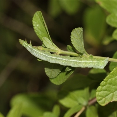 Chrysodeixis (genus)