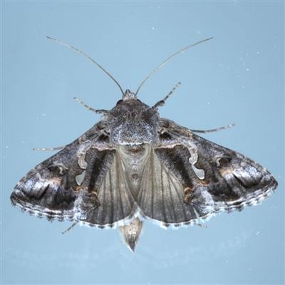 Chrysodeixis argentifera