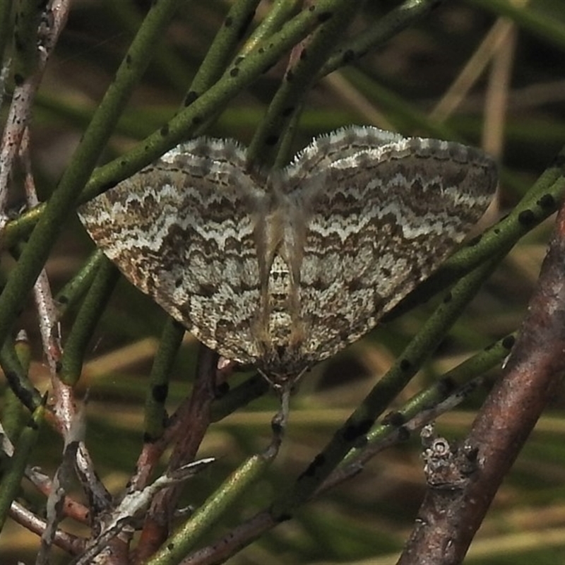 Chrysolarentia argocyma