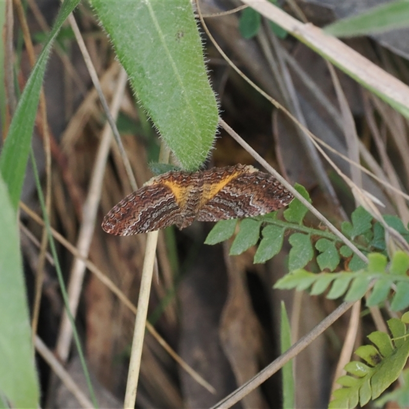 Chrysolarentia bichromata