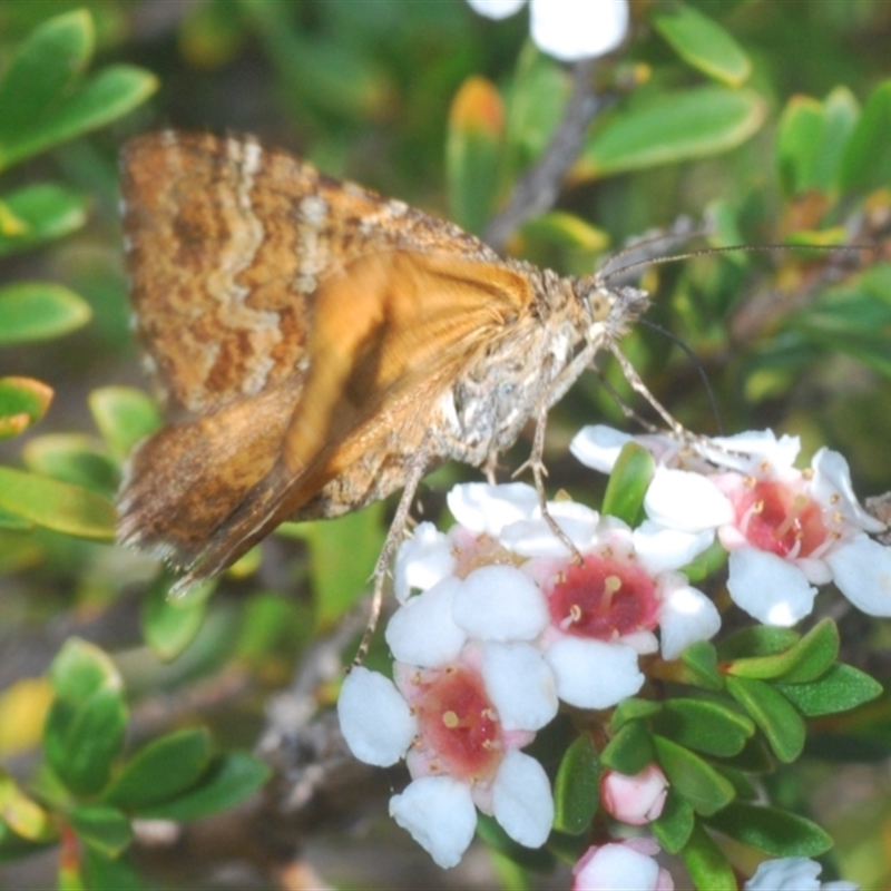 Chrysolarentia cataphaea