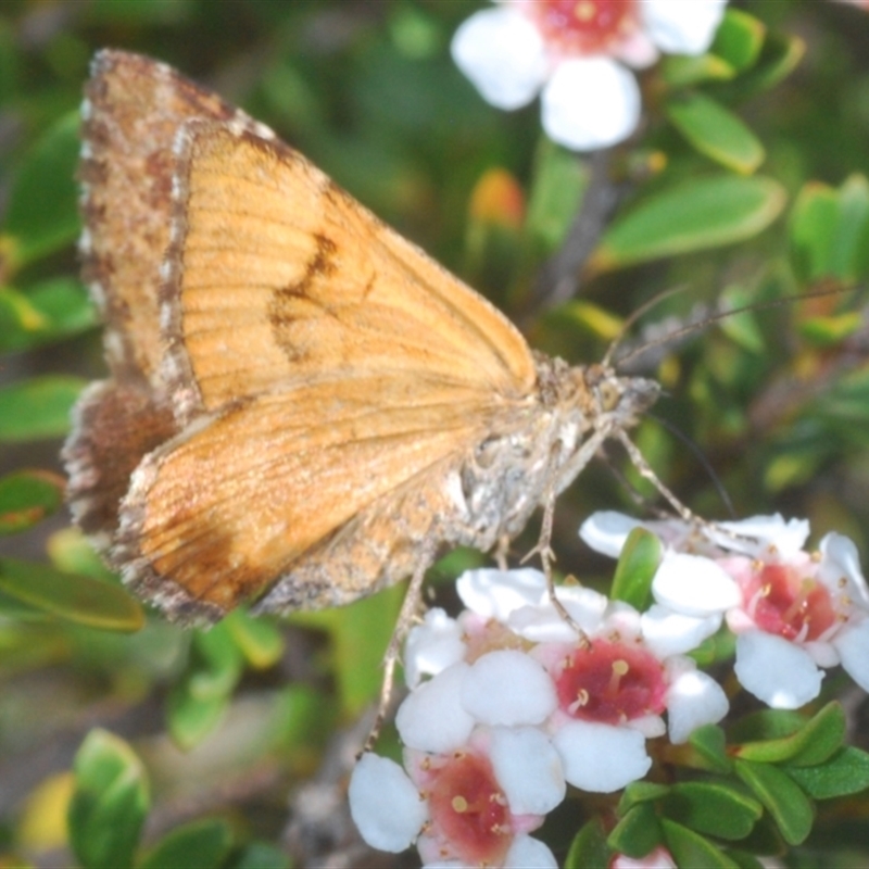 Chrysolarentia cataphaea