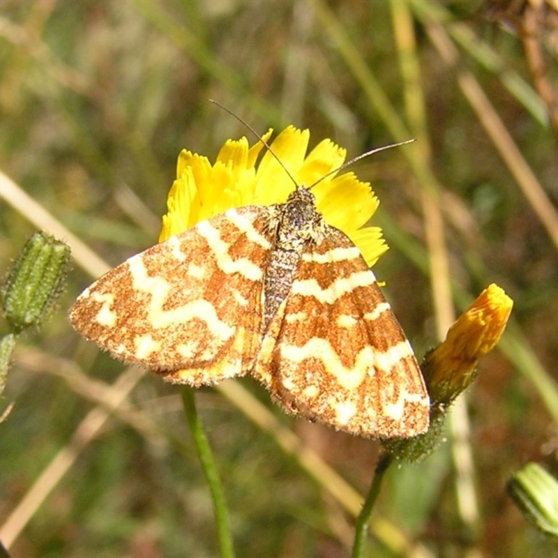 Chrysolarentia chrysocyma