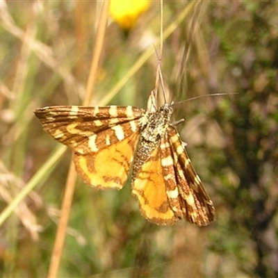 Chrysolarentia chrysocyma