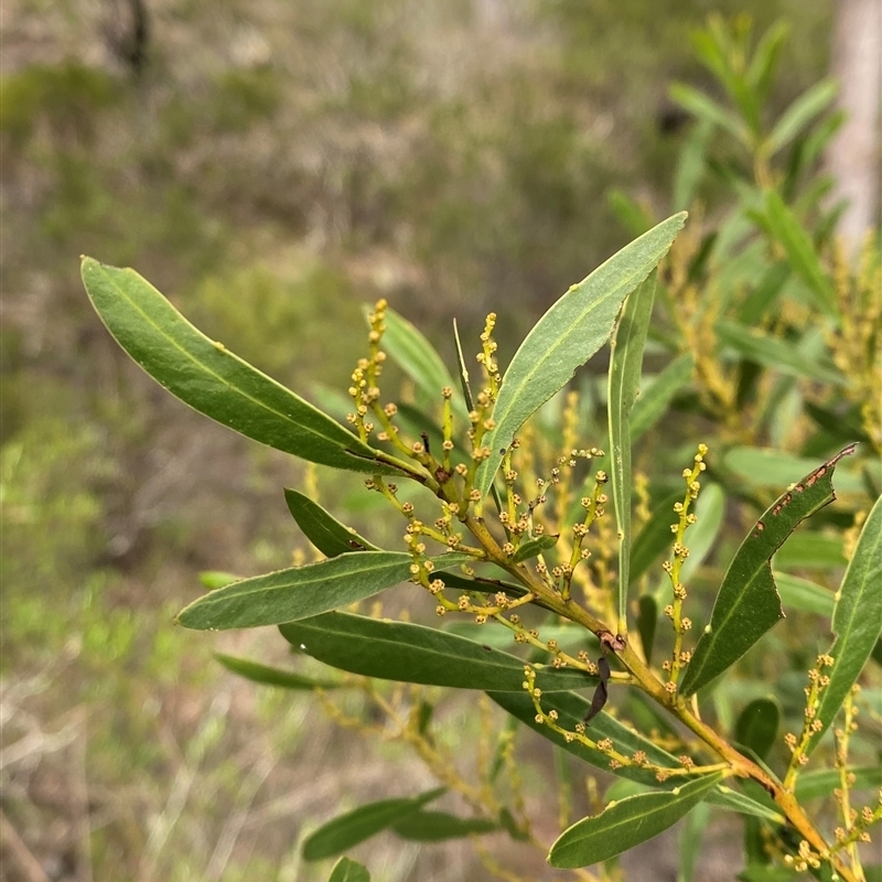Acacia amoena