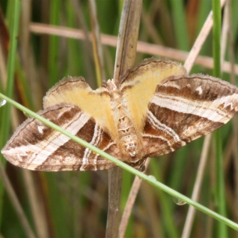 Chrysolarentia conifasciata