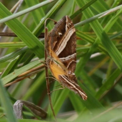 Chrysolarentia conifasciata