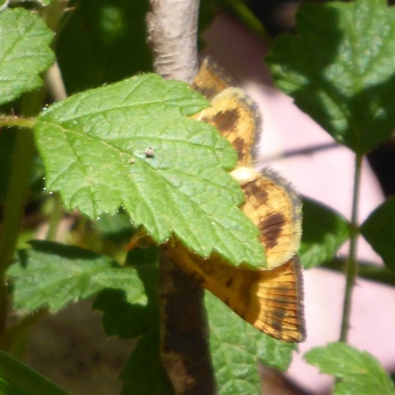 Chrysolarentia correlata