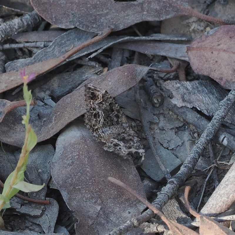 Chrysolarentia gypsomela