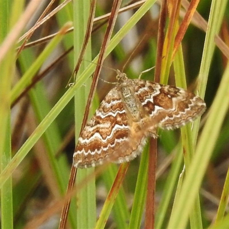 Chrysolarentia heliacaria