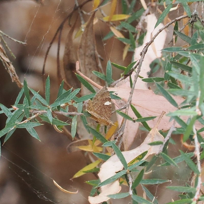 Chrysolarentia heteroleuca