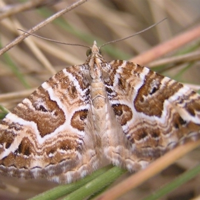 Chrysolarentia interruptata