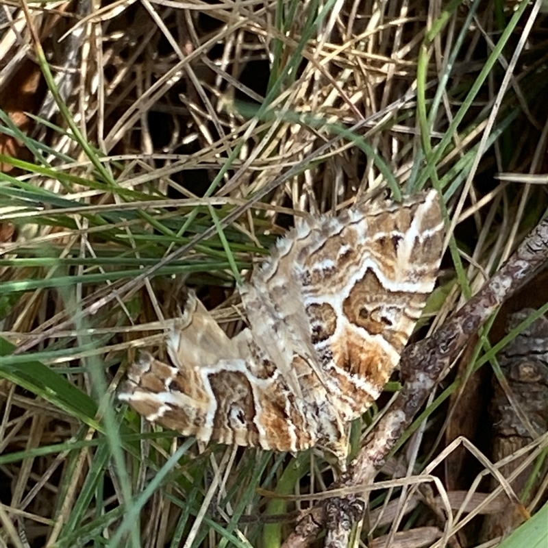 Chrysolarentia interruptata