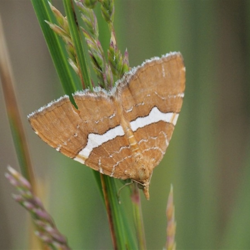 Chrysolarentia leucozona