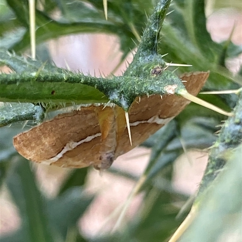 Chrysolarentia leucozona