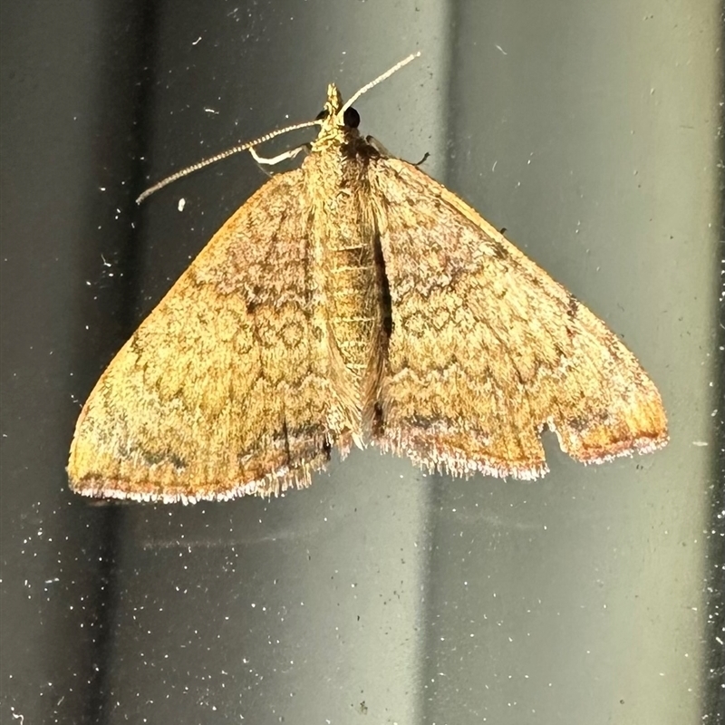 Chrysolarentia mecynata