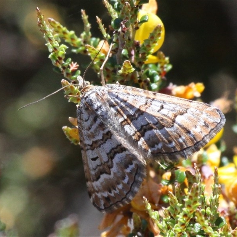 Chrysolarentia nephodes