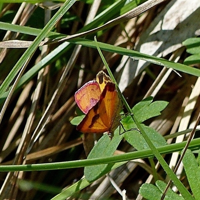 Chrysolarentia perornata