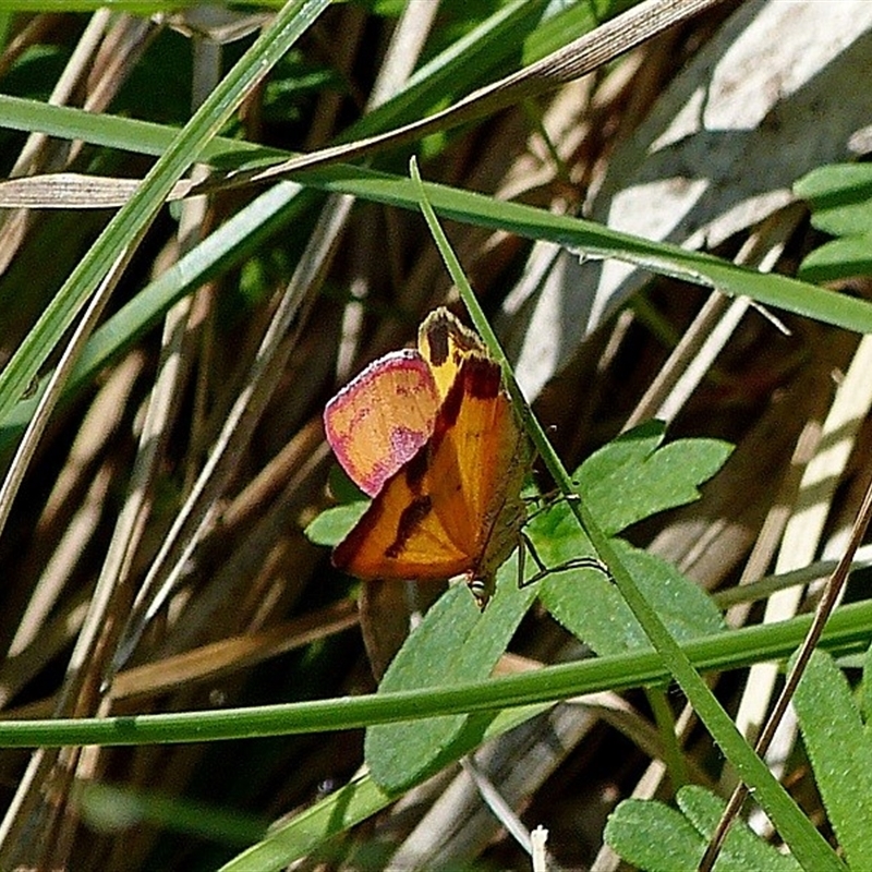 Chrysolarentia perornata