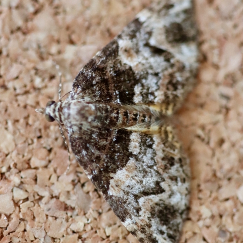 Chrysolarentia phaedra