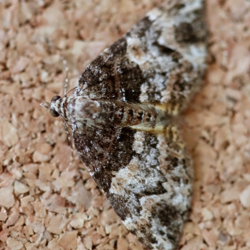 Chrysolarentia phaedra