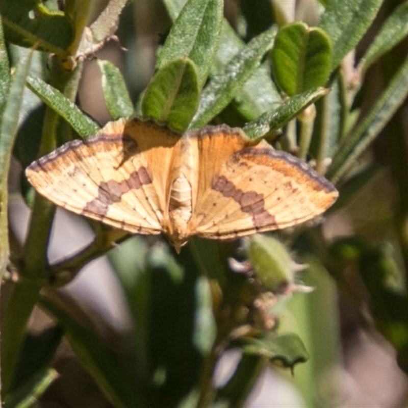 Chrysolarentia polyxantha