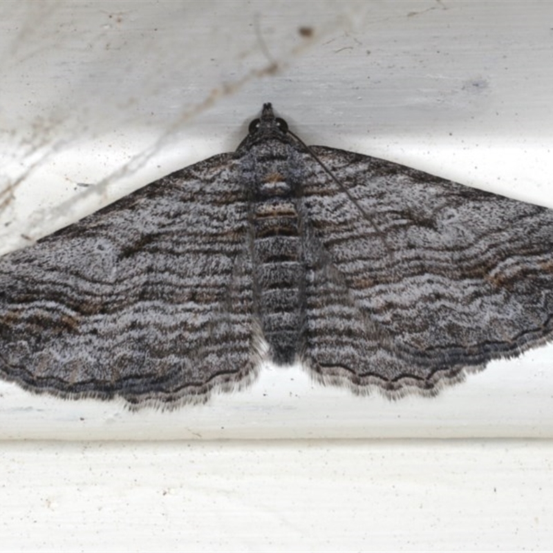 Chrysolarentia severata