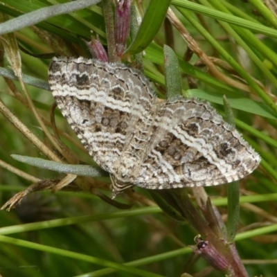 Chrysolarentia subrectaria