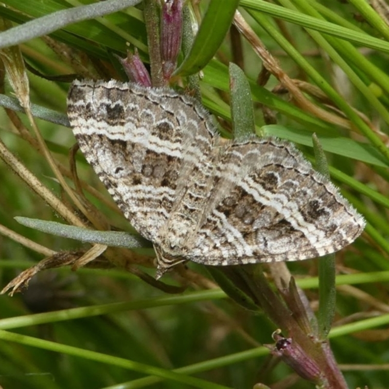 Chrysolarentia subrectaria