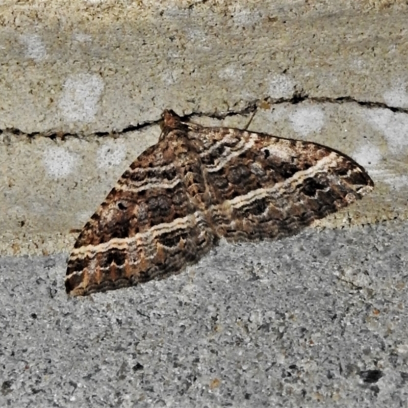 Chrysolarentia subrectaria