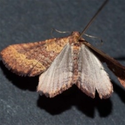 Chrysolarentia trygodes