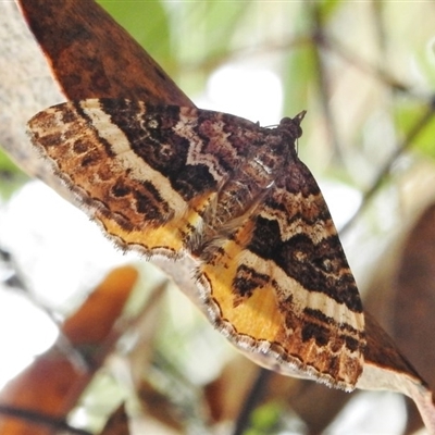 Chrysolarentia vicissata