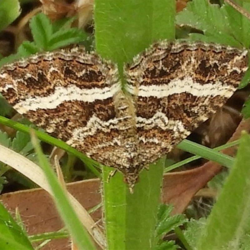 Chrysolarentia vicissata