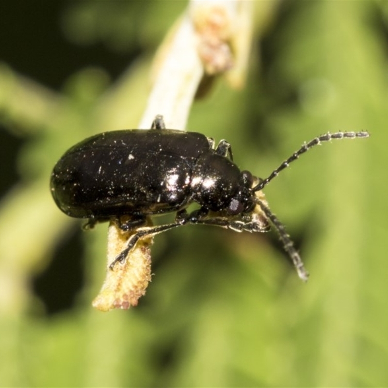 Chrysomelidae sp. (family)