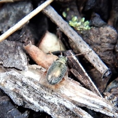 Chrysomelidae sp. (family)