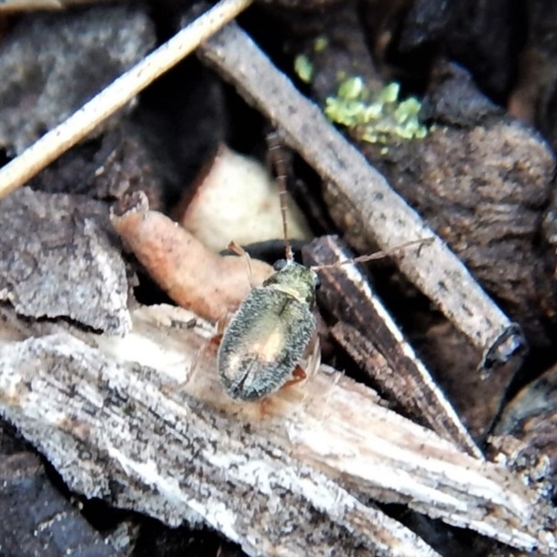 Chrysomelidae sp. (family)