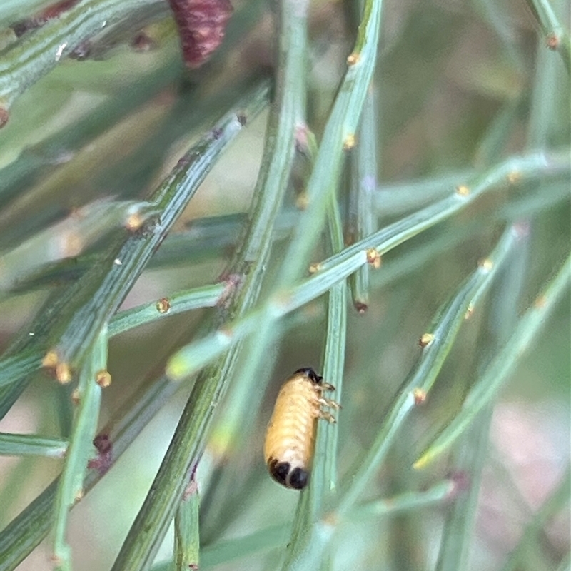 Chrysomelidae sp. (family)