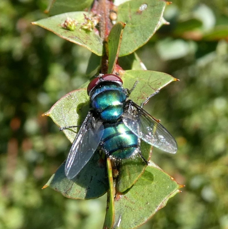 Chrysomya sp. (genus)