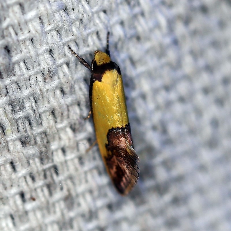 Chrysonoma catoptrina