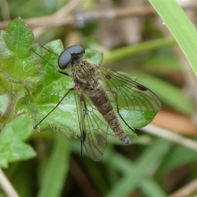 Chrysopilus sp. (genus)