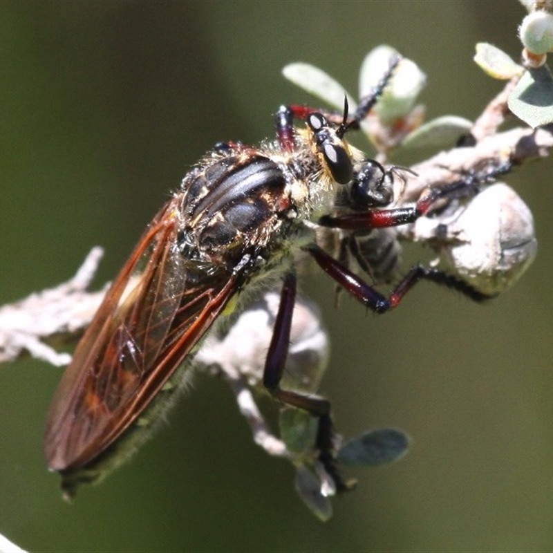 Chrysopogon muelleri