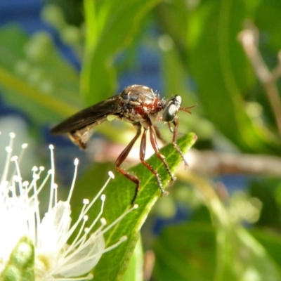 Chrysopogon sp. (genus)